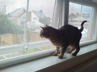 Μια γάτα στέκεται στο windowsill, και το παράθυρο αποτελείται από τη γαλβανισμένη οθόνη εντόμων.