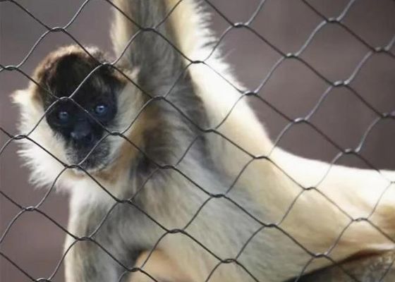 Διχτυωτό συρματόσχοινο από ανοξείδωτο χάλυβα Ss 304 Ss 316 Διχτυωτό συρματόσχοινο από ανοξείδωτο χάλυβα για πώληση