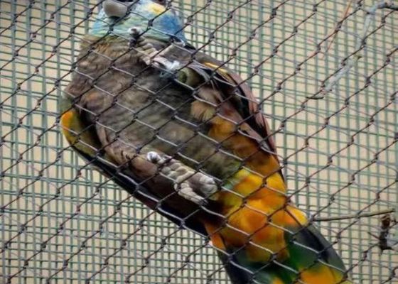 Διχτυωτό συρματόσχοινο από ανοξείδωτο χάλυβα Ss 304 Ss 316 Διχτυωτό συρματόσχοινο από ανοξείδωτο χάλυβα για πώληση